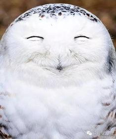 宠物张嘴表情包,萌态百出，笑点连连